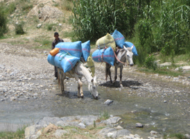 Photo sac sur dos mule